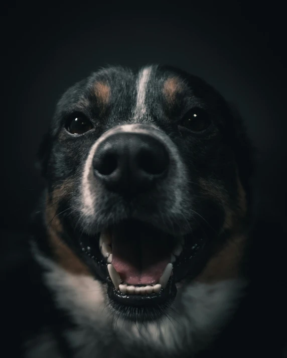 a dog smiling and posing for the camera