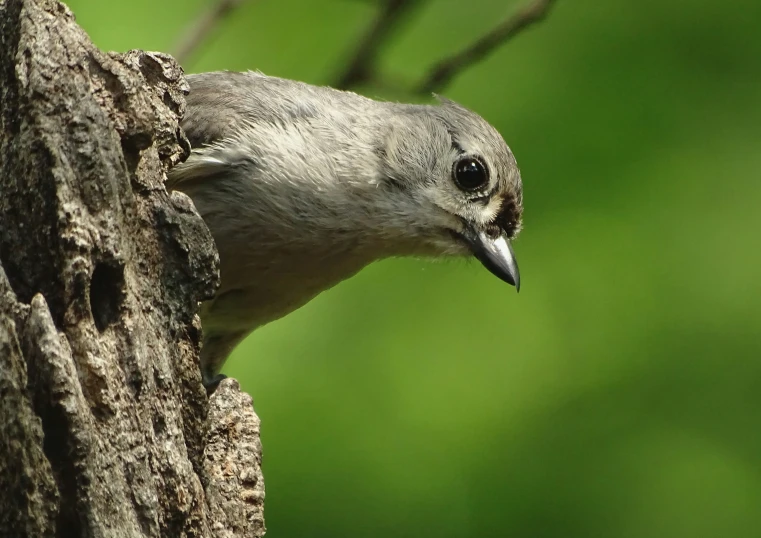 a small bird on a tree, with a blurred background