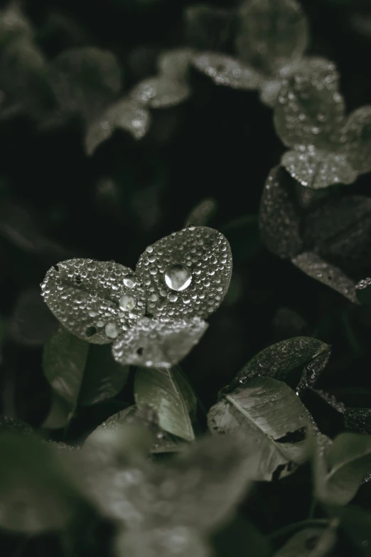 water droplets on leaves, with only one drop in the center