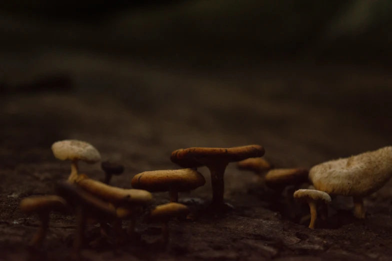 a number of mushrooms on a floor