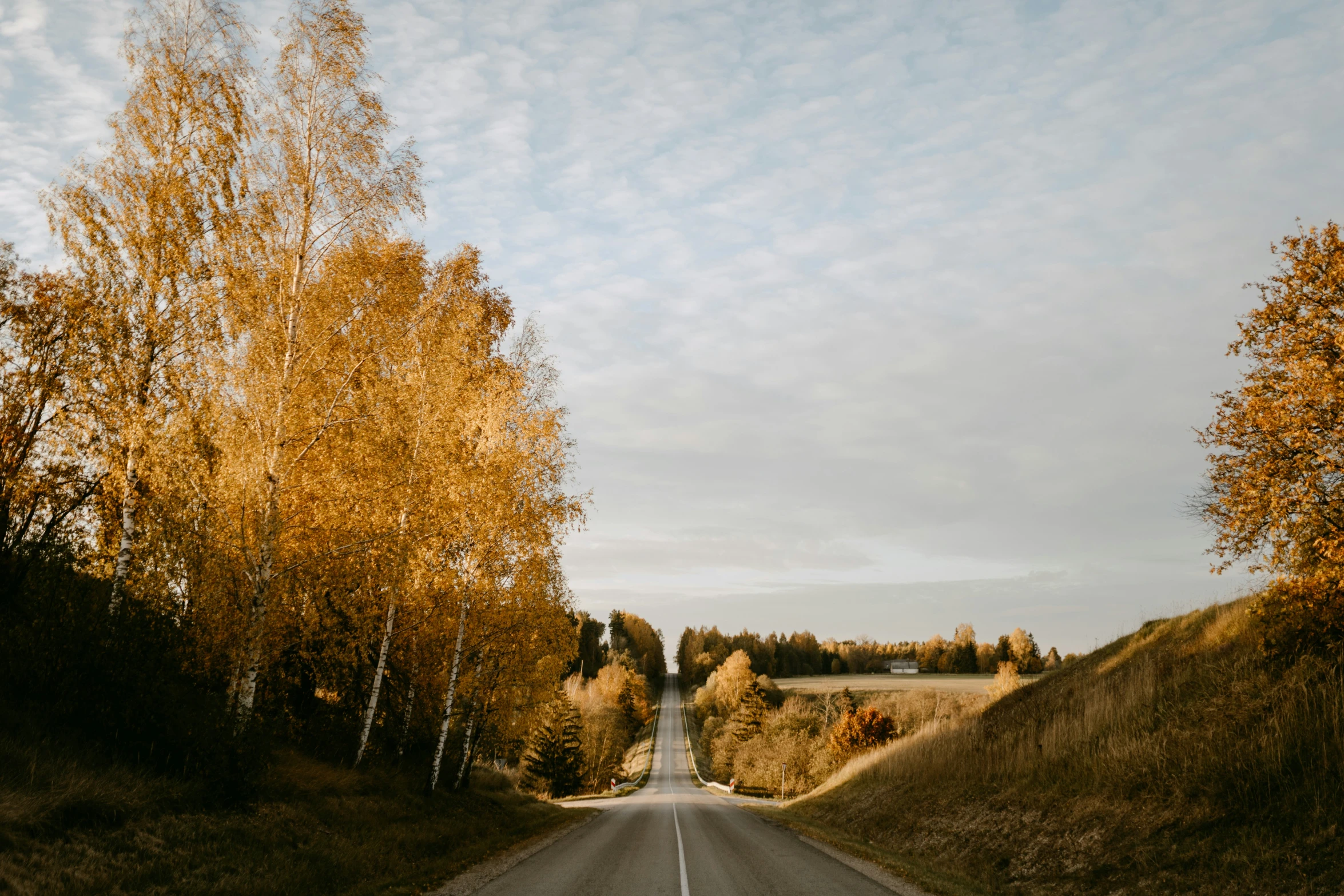 an empty road is surrounded by tall trees