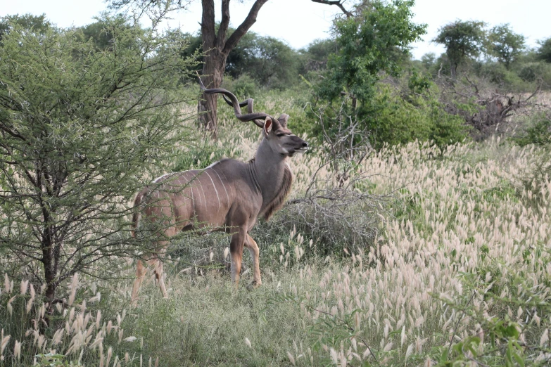 an oxen with large horns standing in the wilderness