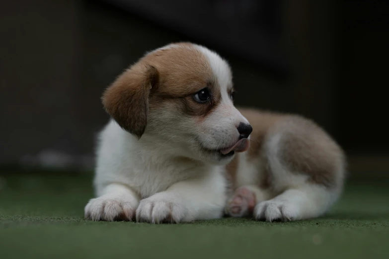 small puppy sits on the floor looking at the camera