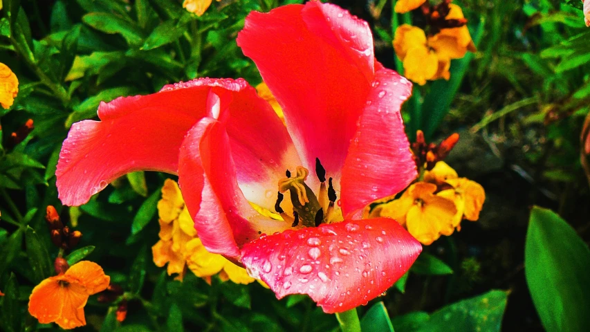 the bright pink flower with yellow and green flowers is covered in dew