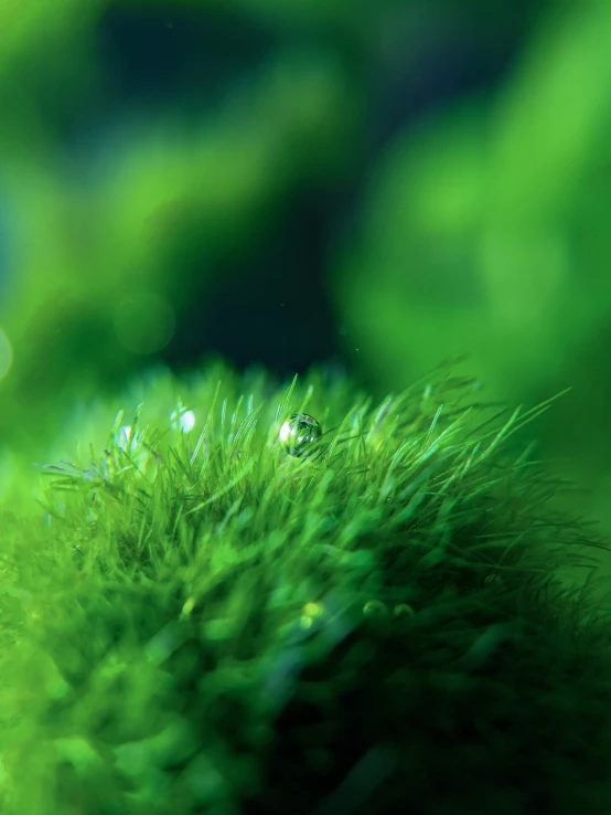 a grass ball with a green color and lots of light