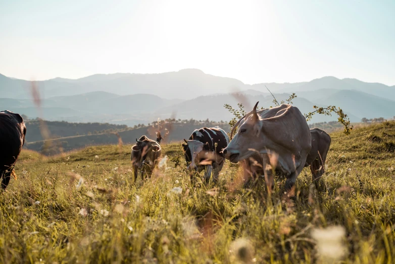 cows graze on a grassy field with mountains in the background