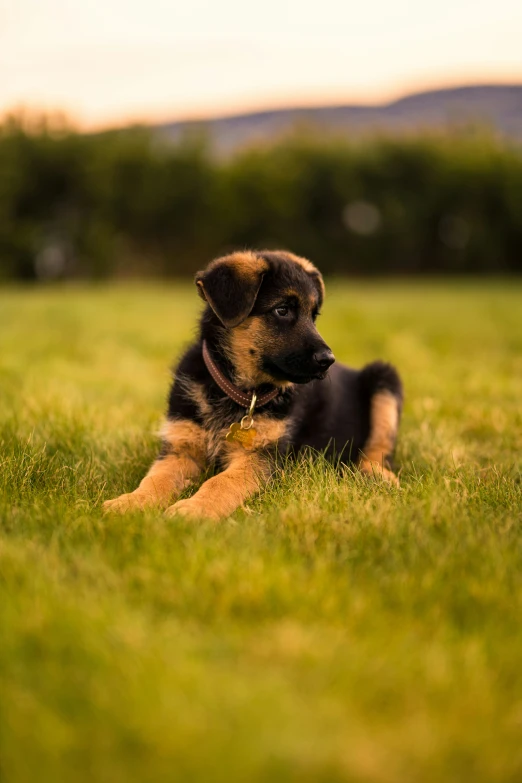 a puppy in the middle of the field