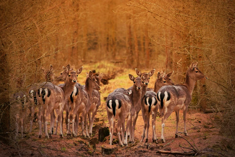 a group of deer stand near a grassy area