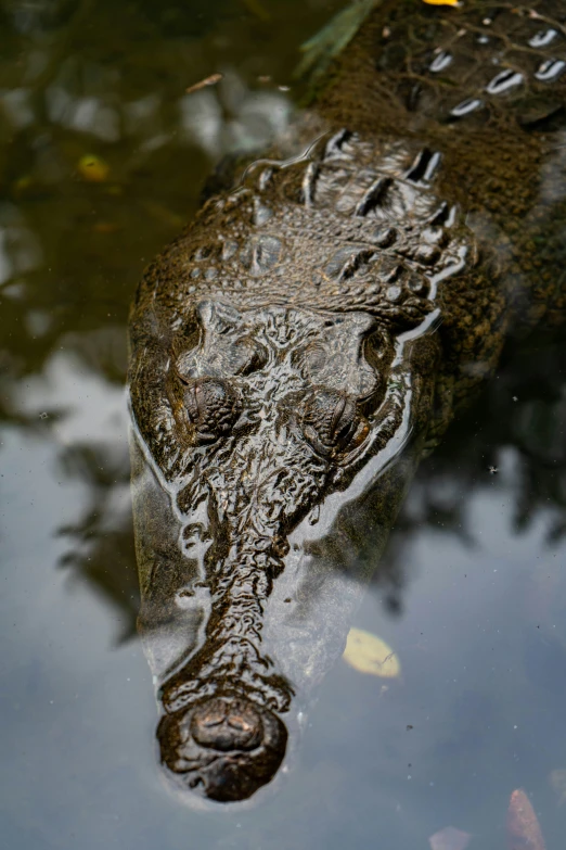 an alligator's head and tail submerged in water