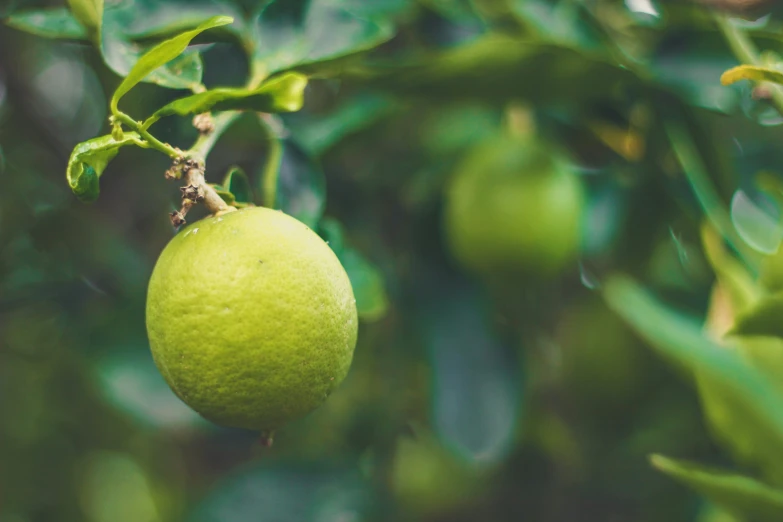 a lime hanging on a tree with green leaves