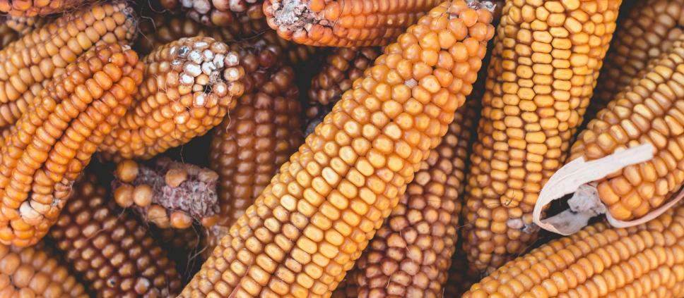 a pile of dead corn is sitting out side