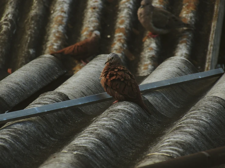 two birds that are sitting on a roof