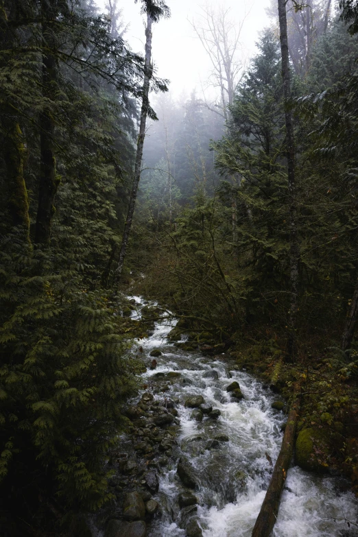 a river runs through a forested area in the fog