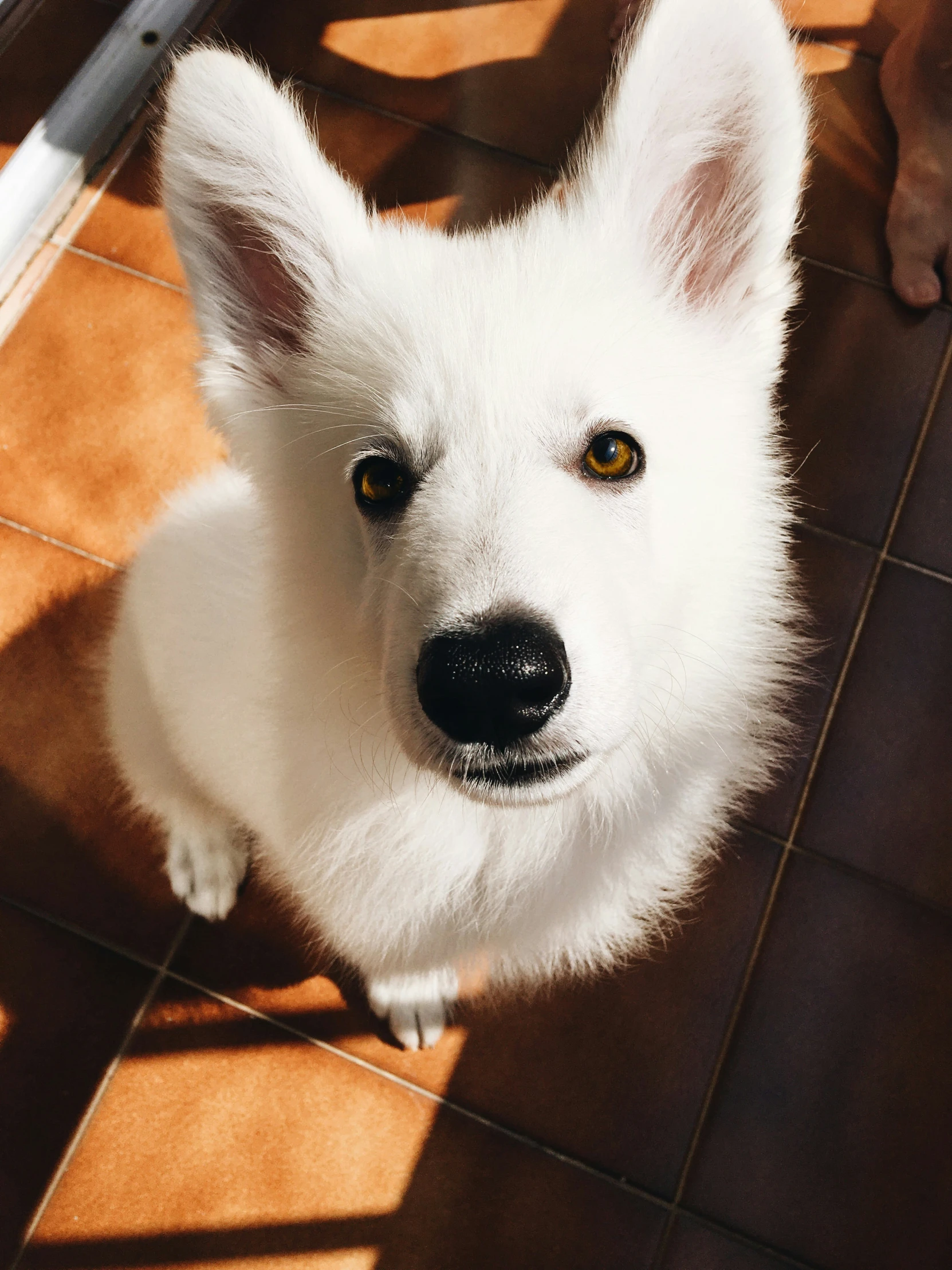 a small white dog with brown eyes on the floor