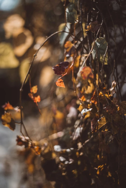 leaves and vines hanging on a wall with a trail in the background