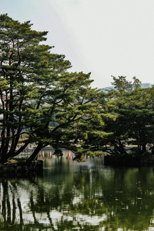 a bunch of trees that are near a lake