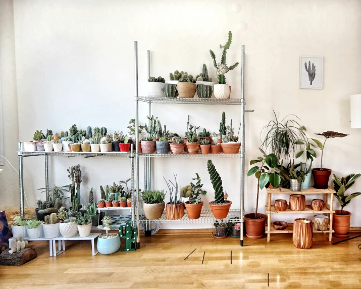 some plants are on shelves near one another