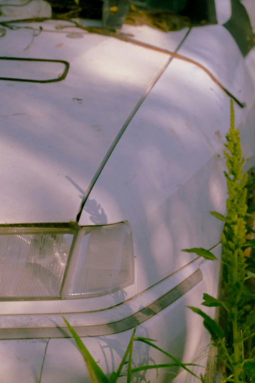 a white car parked next to tall green weeds