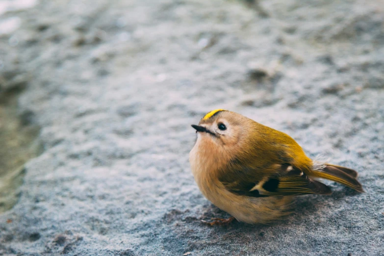 a bird is standing on the edge of a ledge