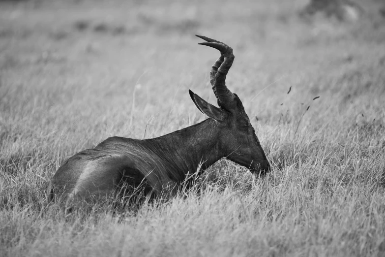 a very long horned animal laying on top of a field