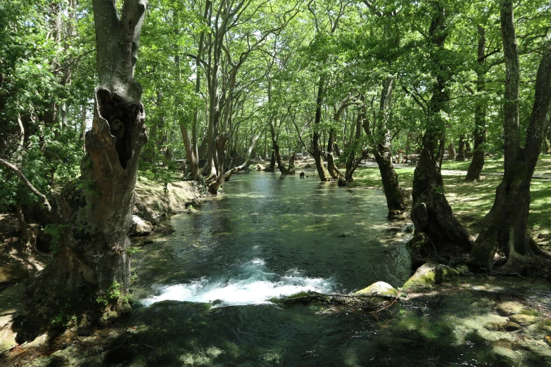 river with water and trees in the background