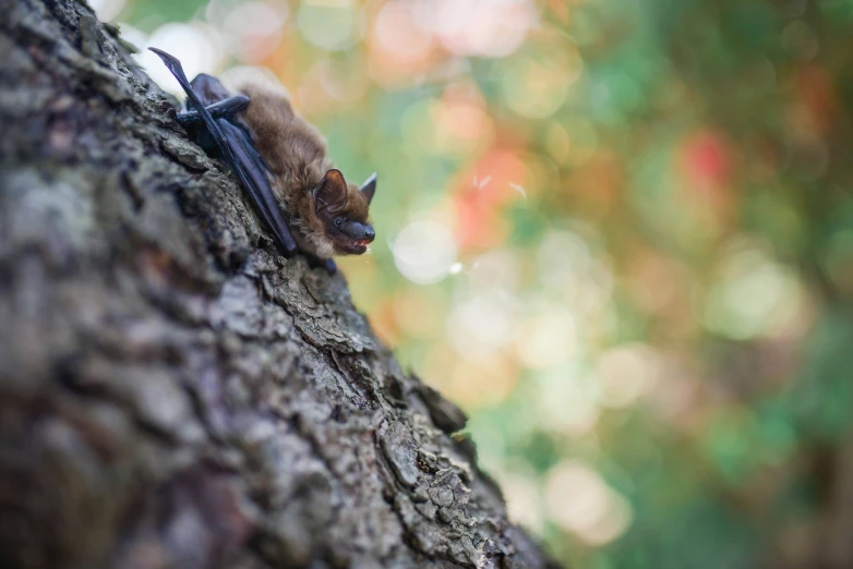 there is a small bat resting on the bark of a tree