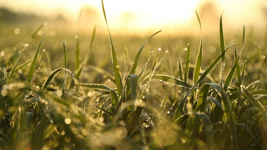 a field that has water on the green grass