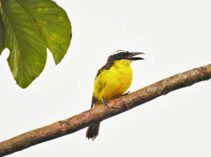 a yellow bird sitting on a nch with the sky in the background