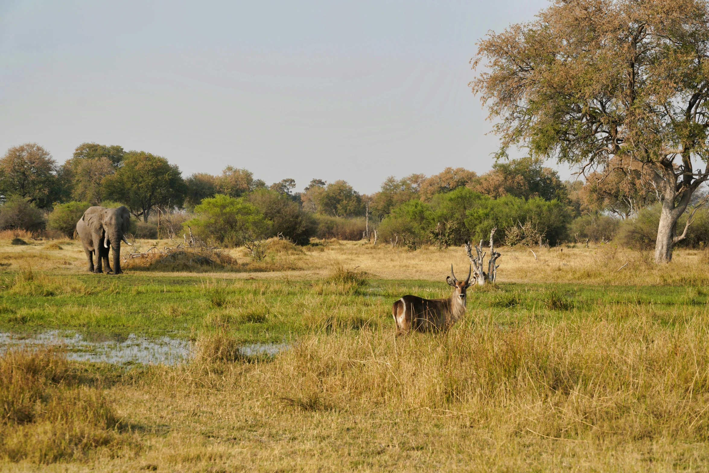 there is a elephant and two zes in the field