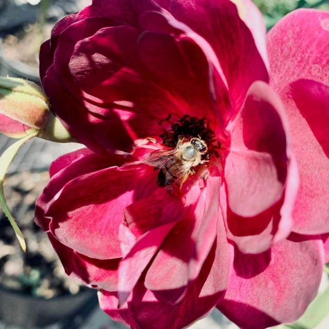 a red flower with a bee inside it
