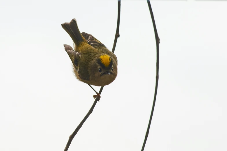 a small bird sitting on a thin nch