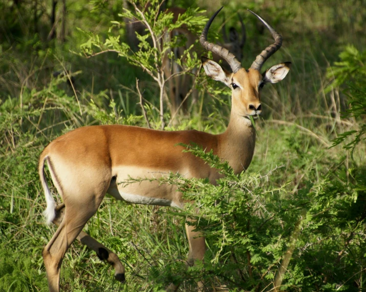 a gazelle stands alone in the tall grass