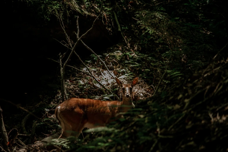 a deer in the middle of the woods with trees around him