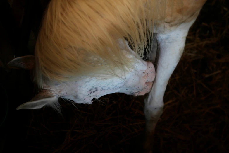 the tail of a horse laying down on hay