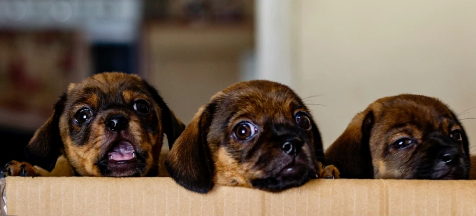 four small dogs look over a brown box