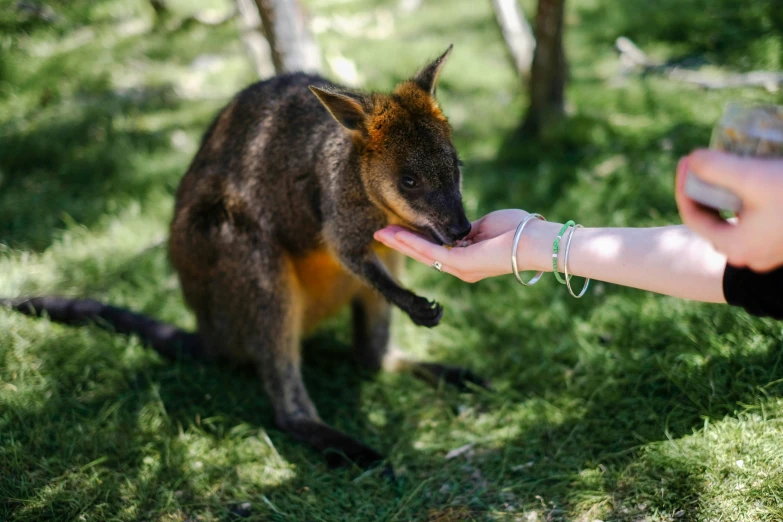 someone feeding a baby kangaroo with her hand