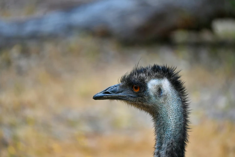 an ostrich in front of an up close background