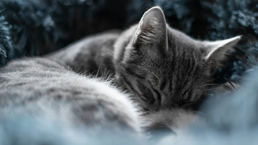 a gray kitten resting in a blanket looking intently