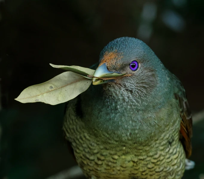 a beautiful bird is holding onto a green leaf