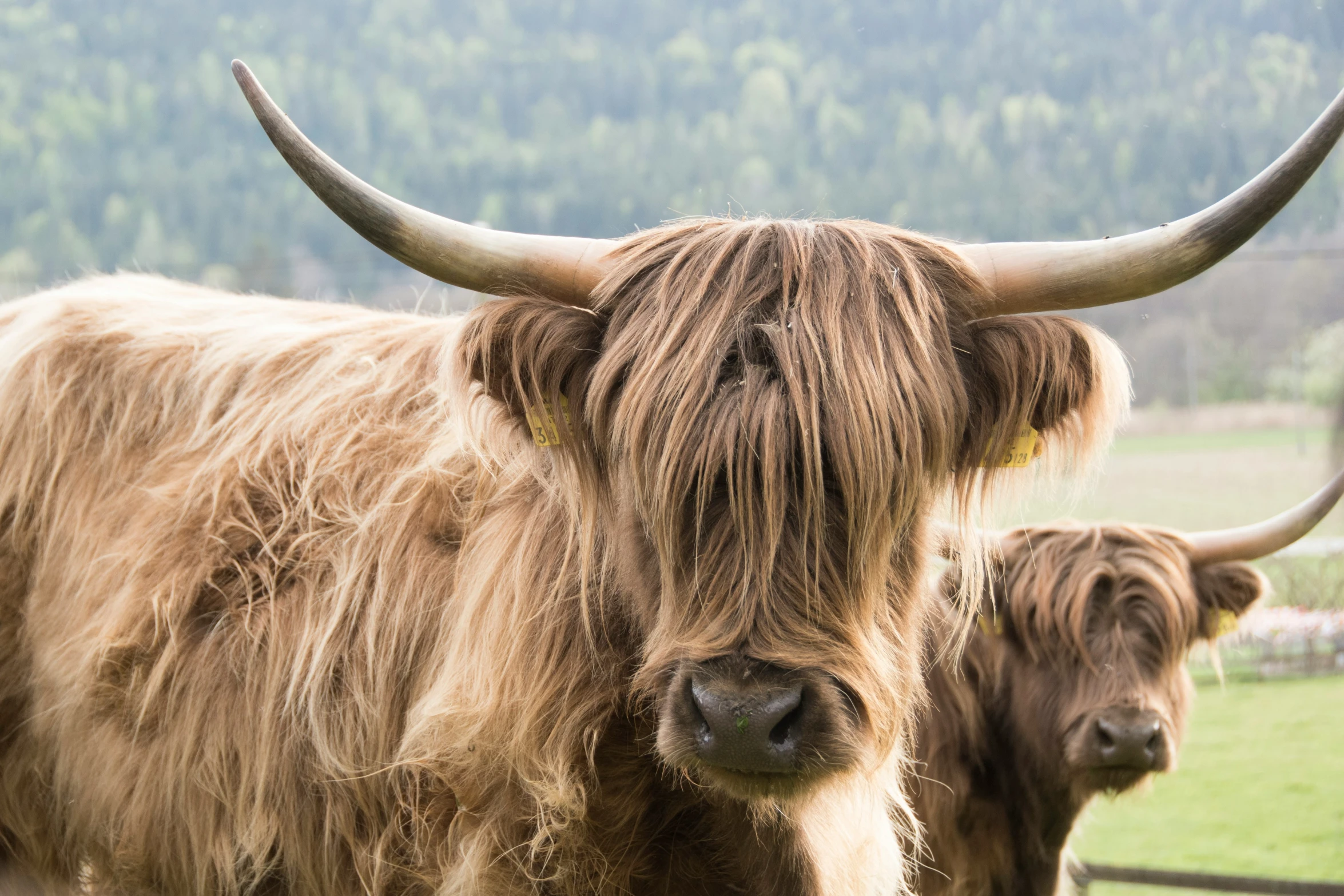 two gy brown bulls with horns standing in the grass