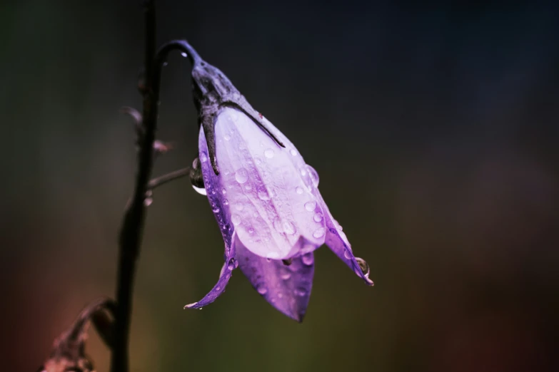 a water drop covered leaf hanging from the stem