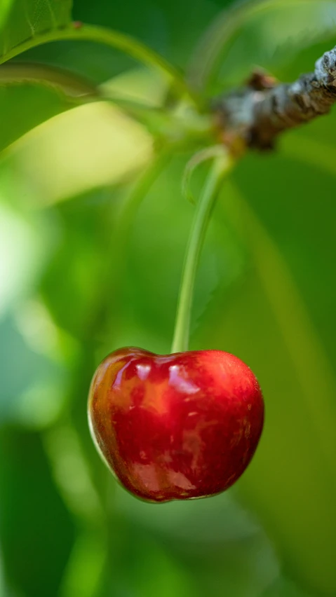 a berry with leaves and a stem on the tree