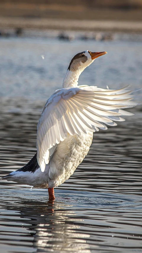 a duck with its wings spread spreads its wings