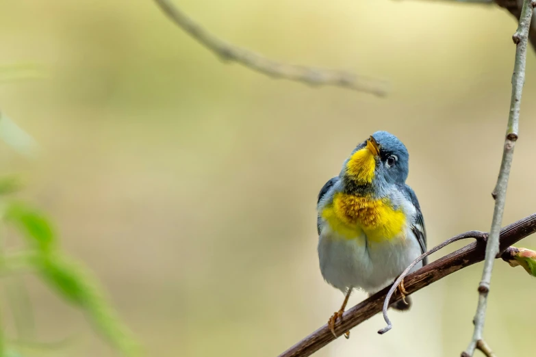 a colorful bird sits on top of a thin nch