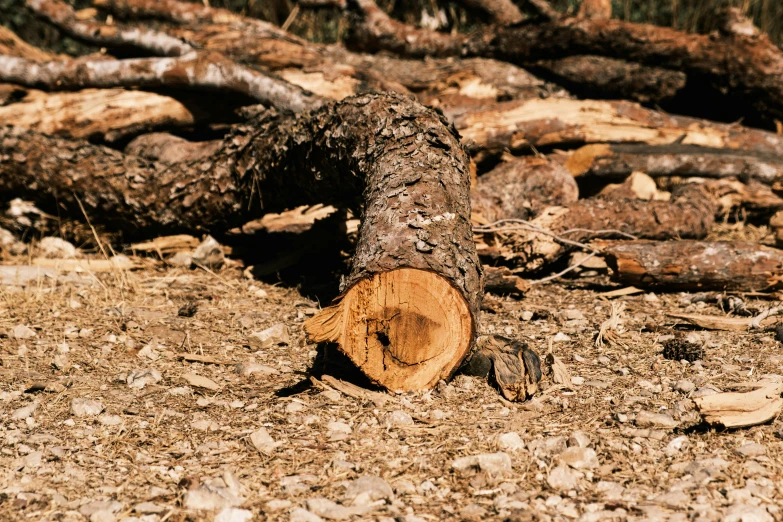 a tree log on the ground among dirt and trees