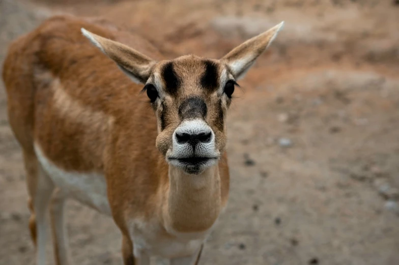 an animal with a black and white face on it