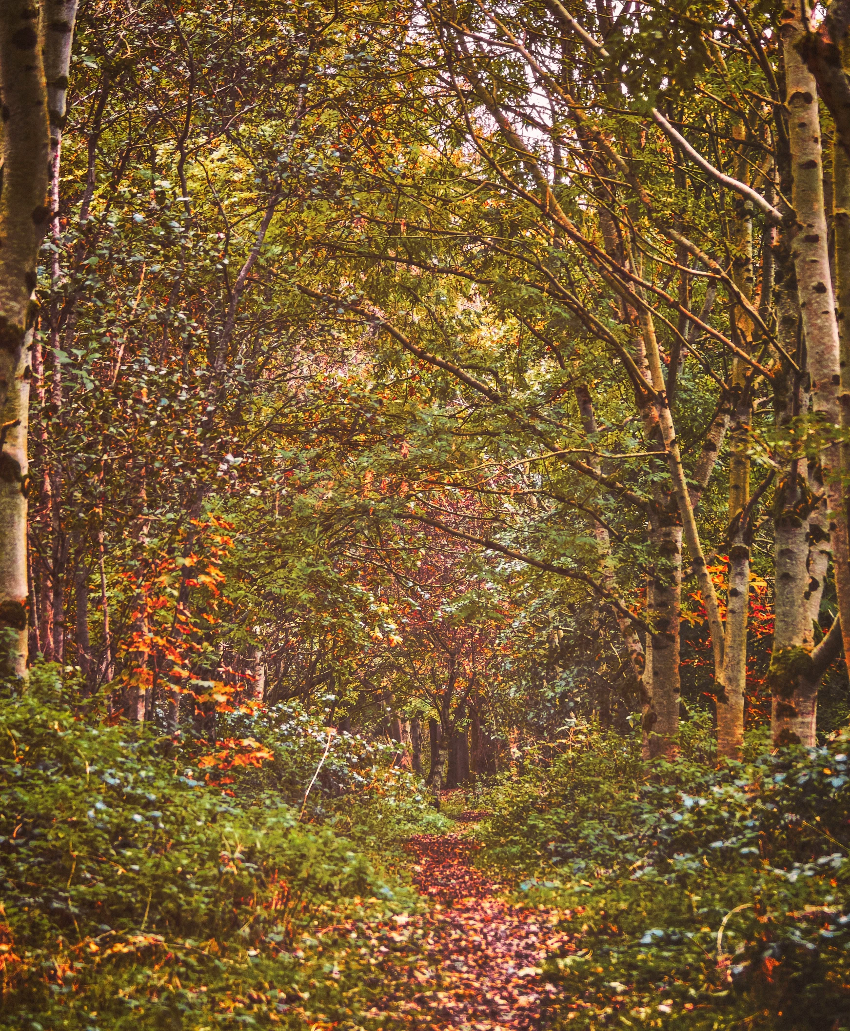 an image of the woods with many trees and leaves