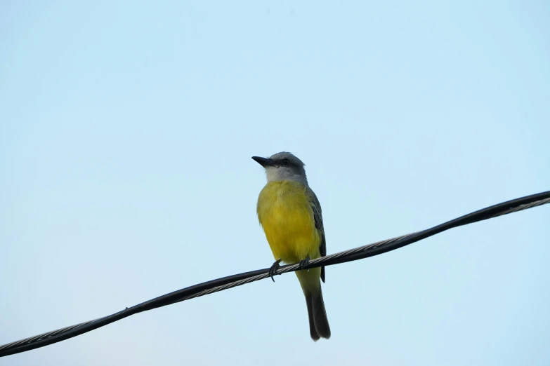 a yellow bird sitting on top of a wire