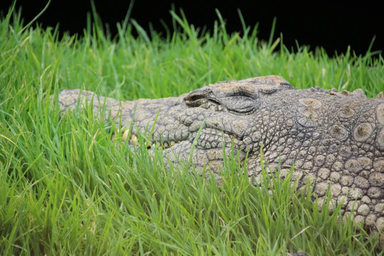 a close up of a large alligator laying in the grass