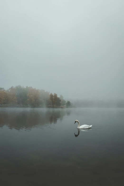 a white swan floating in the water on a foggy day